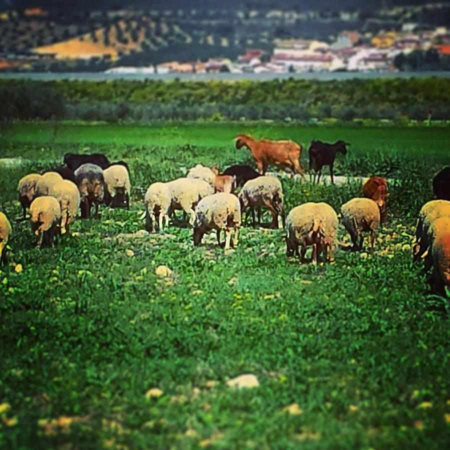 Alojamiento El Cortijuelo Villa Escoznar Buitenkant foto